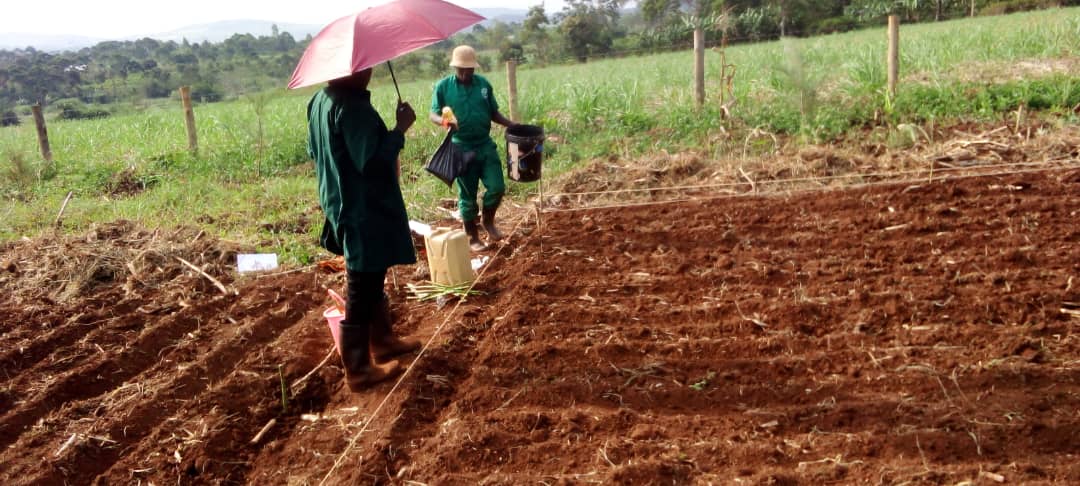 YARDbuikwe's tweet photo. @YARDbuikwe student taking Practical @UBTEB exams at the impact centre for National Certificate in Agriculture
@H3000EastAfrica @solomonmbubi1 @NantongoEv25849 @mukalazifr59903 @LunaanaL37557 @YouthKiteredde @ClassPoult80978 https://t.co/YRhHHigVXj