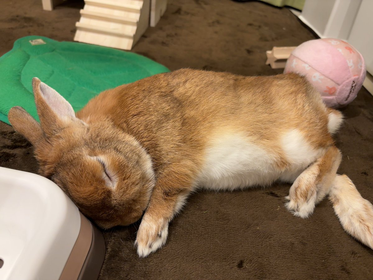 ゴロゴロしてるだけで飼い主からの好感度上がる🐰ってほんと何