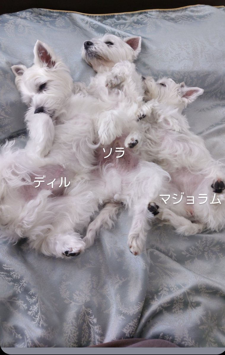 沢山の♥、沢山のフォロー、沢山のコメントありがとうございます🙏　
コーラス隊一同大喜びです🐶🎤
これからもムーディさん🎤コーラス隊🐶🎤を宜しくお願い致します🙇　
今現在のコーラス隊です🤗おやすみなさい🌛