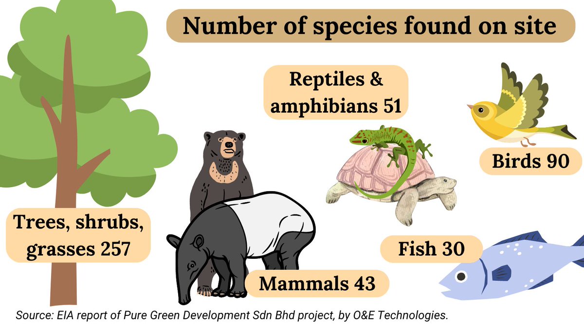 macarangatweets's tweet photo. The Terengganu state government and a private company want to convert a #peatswamp forest into oil palm.
How much wildlife will be killed or forced to leave? In numbers of species:
Trees, shrubs, grasses 257 
Birds 90
Reptiles &amp; Amphibians 51 
Mammals 43 
Fish 30 https://t.co/Uca4FbW260