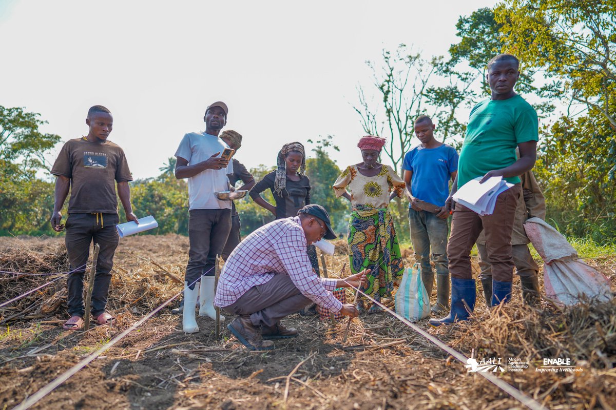 aaliofficiel's tweet photo. 🇨🇩#BLOCKFARMING : l'agriculture inclusive en marche à l'Est de la #RDC. 
Avec @Enablerdc  nous facilitons l'accès des petits producteurs à la terre, aux #intrants de qualité et au marché. L'octroi de crédit semences de #maïs pour la saison A a débuté à #Minova ce 5 août 2024. https://t.co/fAstF3aC2h