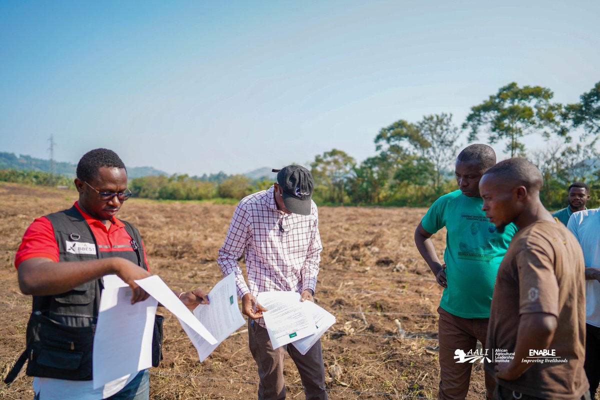 aaliofficiel's tweet photo. 🇨🇩#BLOCKFARMING : l'agriculture inclusive en marche à l'Est de la #RDC. 
Avec @Enablerdc  nous facilitons l'accès des petits producteurs à la terre, aux #intrants de qualité et au marché. L'octroi de crédit semences de #maïs pour la saison A a débuté à #Minova ce 5 août 2024. https://t.co/fAstF3aC2h