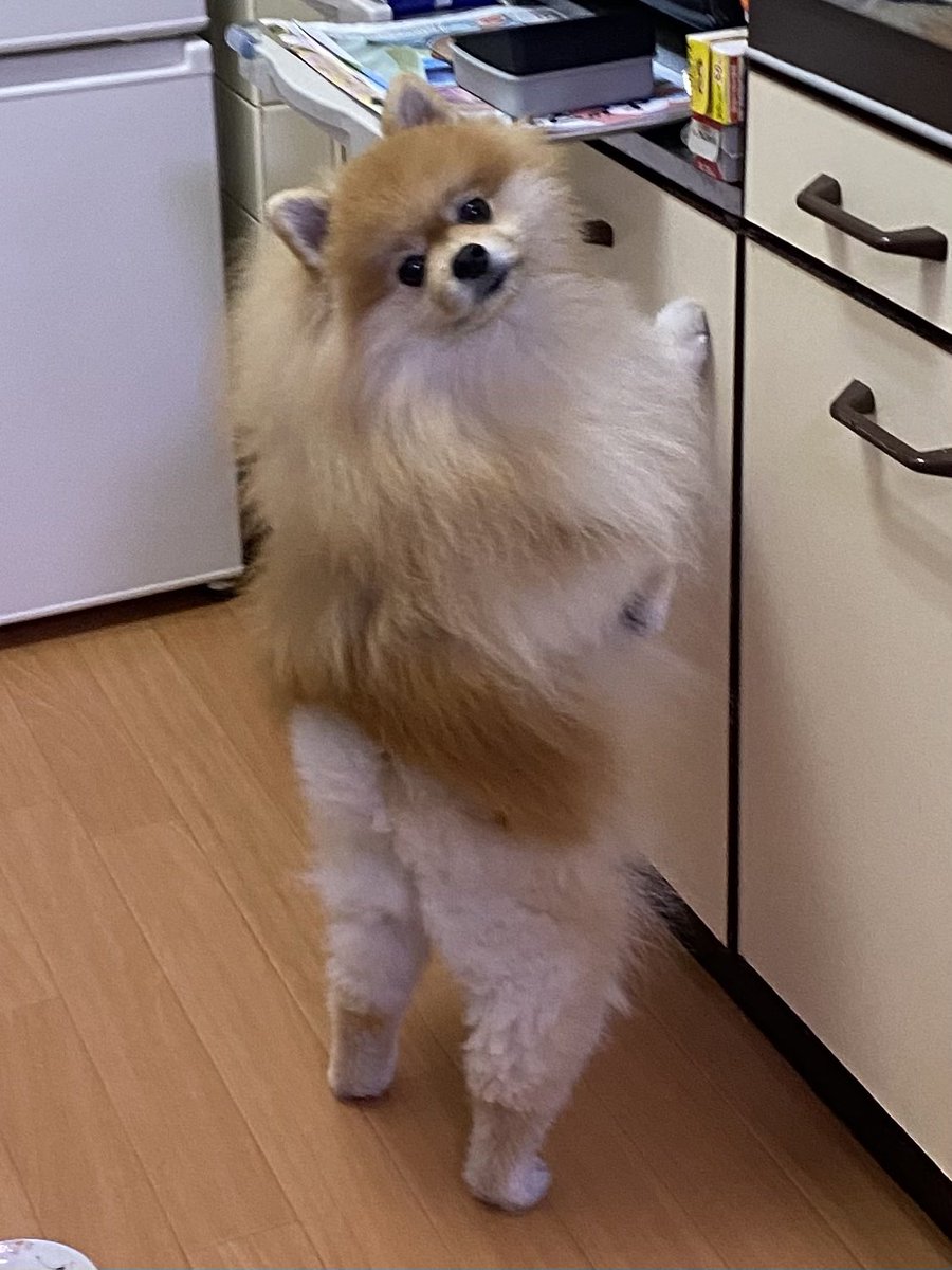 ポメラニアン!ポメラニアン!ポメラニアン!!(TLをポメラニアンで埋め尽くそうと試みています꒰ ՞•ﻌ•՞ ꒱) 