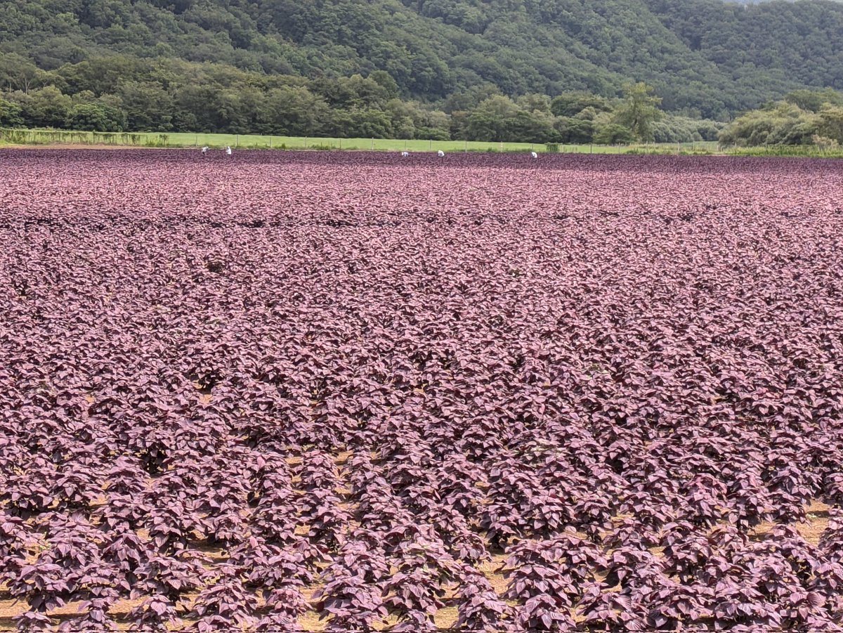 fumanomasa's tweet photo. 北海道ツーリング7日目☁
釧路→白糠町→陸別町→糠平湖→三国峠→旭川
#赤じそ畑
#糠平湖 
#タウシュベツ川橋梁
#三国峠 
#北海道ツーリング 
#CB750F https://t.co/tfSWC02umw
