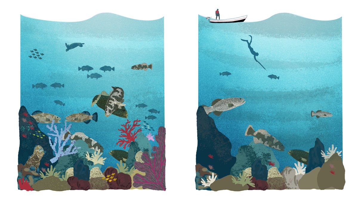 Out today in Biology Letters!
 doi.org/10.1098/rsbl.2…

Our #NewPaper documents decade-long behavioural change at a #spawningsite, showing how #fishing disrupts squaretail grouper mating behaviours, causing them to flee w fear, rather than fight w competitors or flirt w mates.