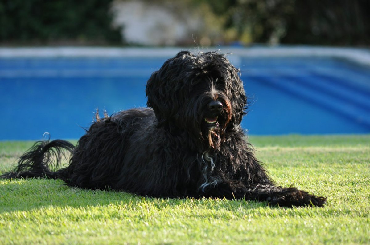 dietpetsolution's tweet image. 🐾 Discover the magic of the Portuguese Water Dog! 🐶 This intelligent and loyal breed has a rich history and unique traits . 🌊🐕 Whether you're looking for a playful friend . Dive into our blog to learn more about this breed  ❤️📖
👇👇👇👇
petdietsolutions.com/the-marvelous-…