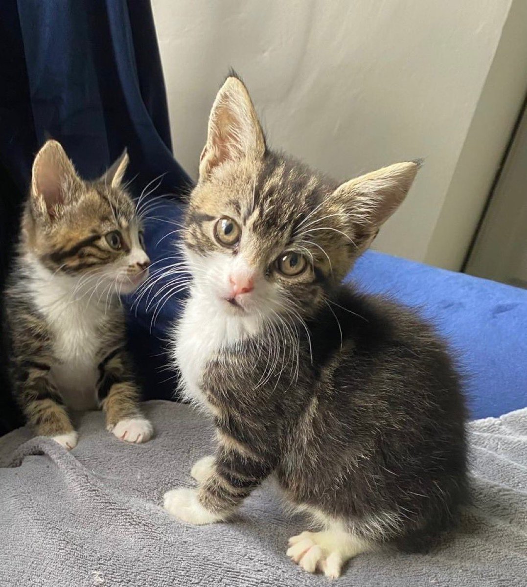 Almost 9 weeks old, siblings Max &amp; Millie were found abandoned in a park. They’re looking for a loving 🏠 where they’ll be treasured members of a family. Could you give this adorable pair of curtain climbers the 🏠 they deserve? #AdoptDontShop #WhiskersWednesday #Buckinghamshire