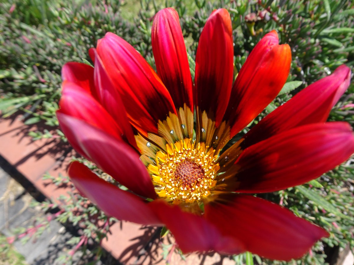 ferchinchin's tweet image. ❝It's appalling that such ignorant people have so much influence❞.
⭐  George Orwell

 🌿  𝐺𝑎𝑧𝑎𝑛𝑖𝑎 𝑟𝑖𝑔𝑒𝑛𝑠 (L.) Gaertn. ➤ 𝙰𝚂𝚃𝙴𝚁𝙰𝙲𝙴𝙰𝙴.
#Gazania #IgnorantPeople #Influence