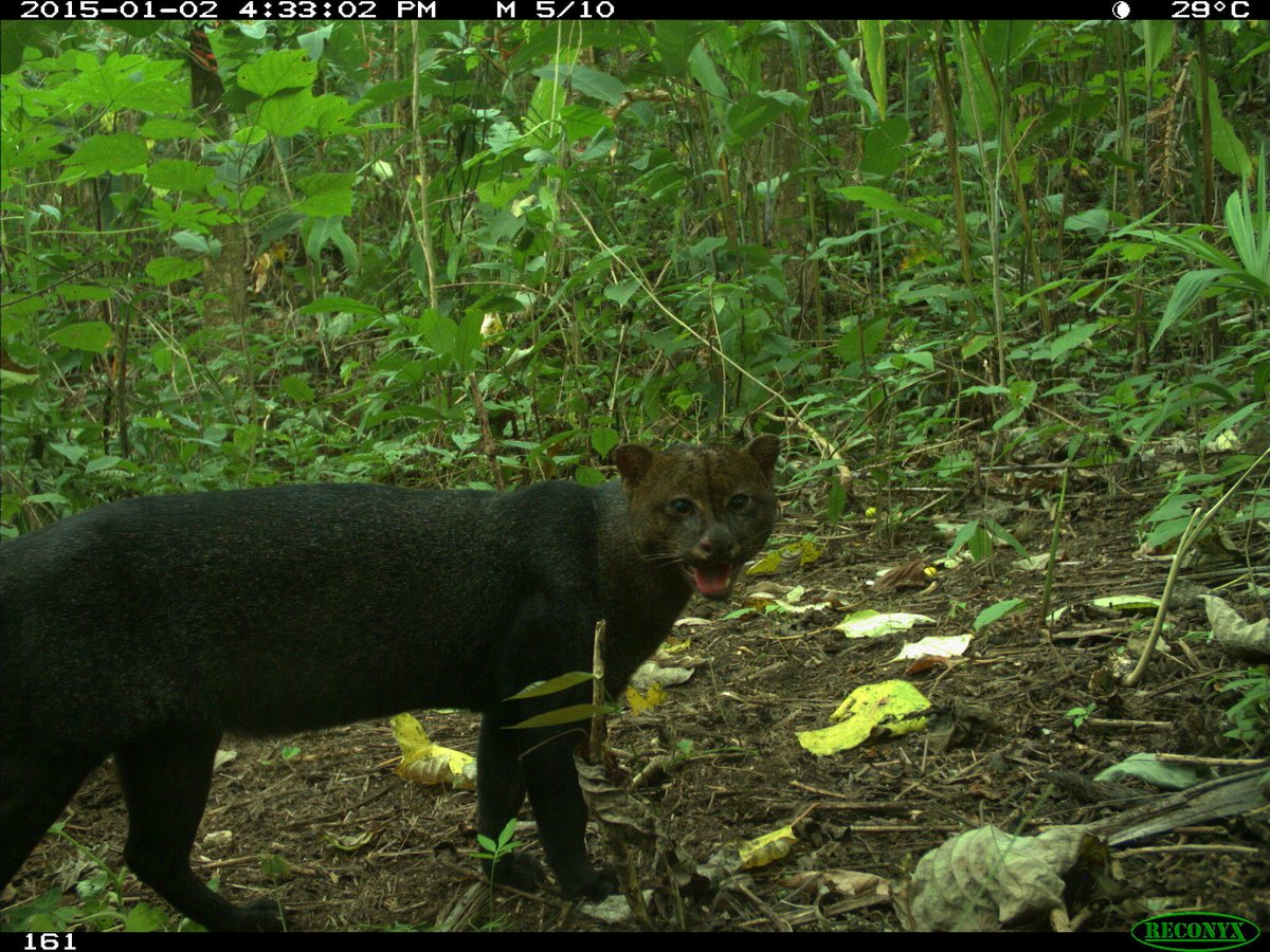protectedplanet's tweet photo. 🇵🇦 Timber plantations offer limited wildlife habitat. Study in Panama shows non-native tree plantations support small mammals but struggle to sustain larger species. . Researchers urge for balance between conservation and economic needs. 🌿
 
https://t.co/GNXKb7Uusj https://t.co/bDDVbsw1yd