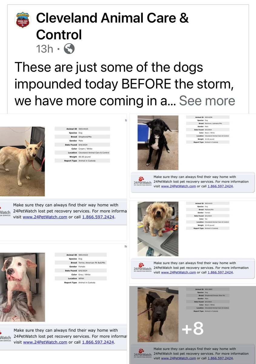These are just some of the dogs impounded BEFORE the storm, we have more coming in and are expecting even more!

IF YOU ARE MISSING YOUR DOG IN THE CITY OF CLEVELAND, PLEASE COME TO THE KENNEL AND CHECK! 🐶

tinyurl.com/CleLostDogs

PLEASE SHARE! 🐾