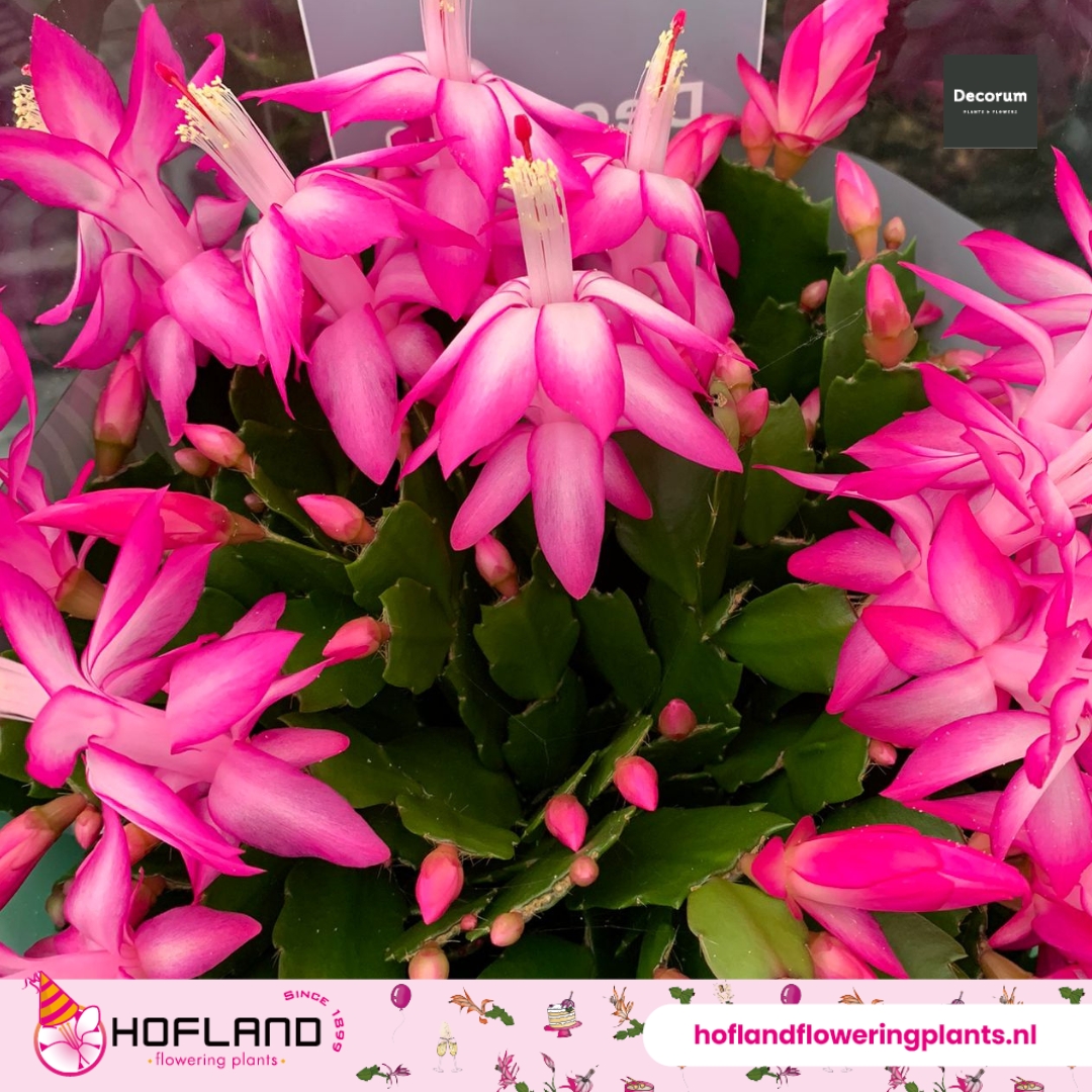 🌸 Ons Schlumbergera seizoen is weer begonnen! 🌸
Deze schitterende cactus, bekent om haar kleurrijke bloei en gemakkelijke verzorging, is klaar om uw huis op te fleuren de komende maanden.
#Schlumbergera #HoflandFloweringPlants  #najaarsplant #lidcactus #kamerplant