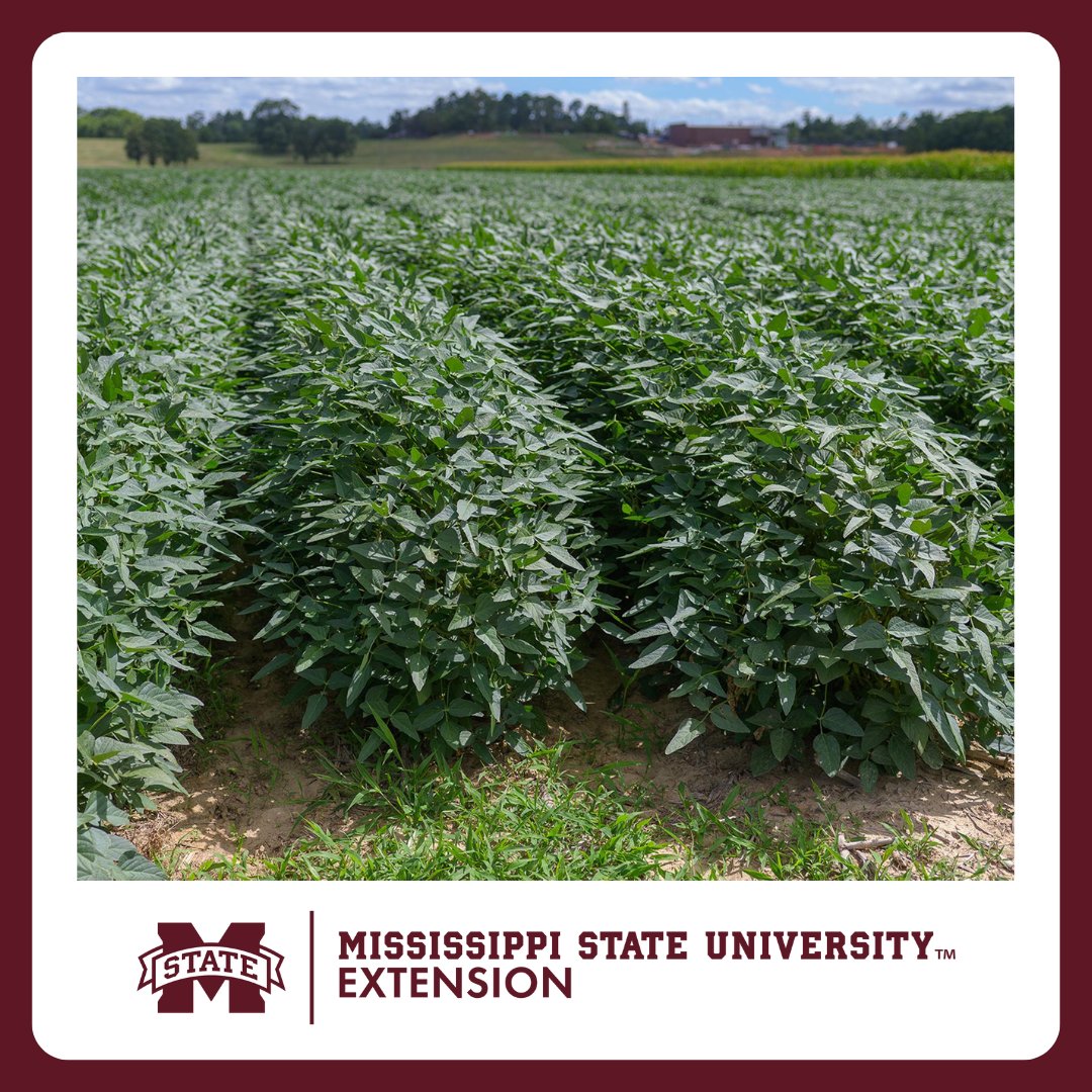 MSU Extension tweet media