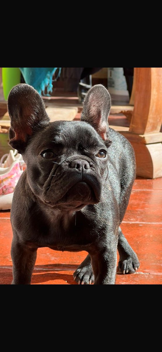 👉🏻 Se perdió Tangie en la zona de Moreno y Riobamba

👉🏻 Tiene menos de un año, en el momento que se perdió no llevaba collar ni chapita, tiene manchitas

📲 3482540698 para cualquier info

RT 🙏🏻