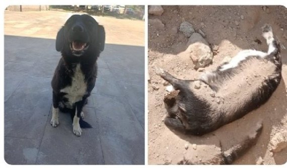 Katliam yasasına EVET diyen Niğde Milletvekili.

Bu köpekle aynı kaderi yaşamanız için dua edeceğim. 
#NiğdedeKatliamVar