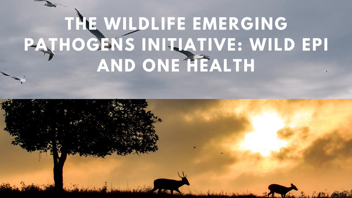 One Health - U of Guelph (@onehealthuofg) on Twitter photo U of Guelph's <a href="/SimonJeeves/">Simon P. Jeeves</a>, Claire Jardine & others discuss the Wildlife Emerging Pathogens Initiative, dedicated to implementing the #OneHealth approach to enhance understanding of the epidemiology & burden of zoonotic infections in humans/animal hosts: tinyurl.com/5y83ztt7 U of Guelph's <a href="/SimonJeeves/">Simon P. Jeeves</a>, Claire Jardine & others discuss the Wildlife Emerging Pathogens Initiative, dedicated to implementing the #OneHealth approach to enhance understanding of the epidemiology & burden of zoonotic infections in humans/animal hosts: tinyurl.com/5y83ztt7