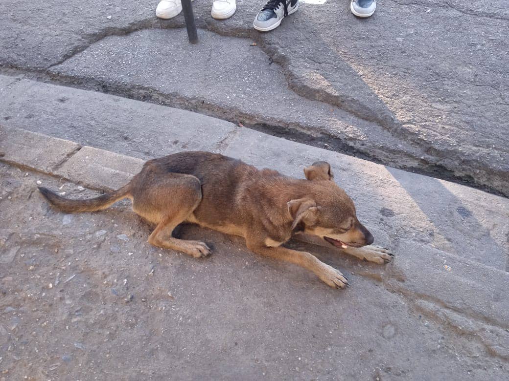 🆘📢RP <a href="/maritesotelo/">Marite Sotelo</a>: #URGENTEDifundir x favor #Guarenas. "Este en el Cerca del Saman, frente a el centro comercial #Trapichito en la línea de mototaxi.  Esté perrito tiene mucho #dolor aparentemente fue #atropellado."  Y no hay nadie que lo asista? Tanta es la miseria humana?
