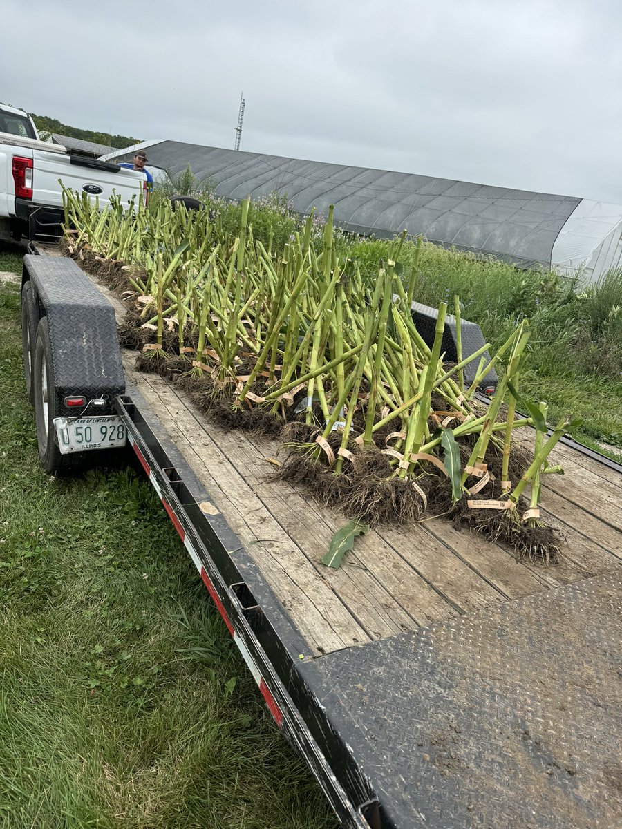 Root characterization season has begun!

<a href="/SamLeskanich/">Sam Leskanich</a> with the SAAM rating (surface area, angle, mass) to characterize hybrids. Then he uses that rating to compare how and why a hybrid responds to a given management practice
