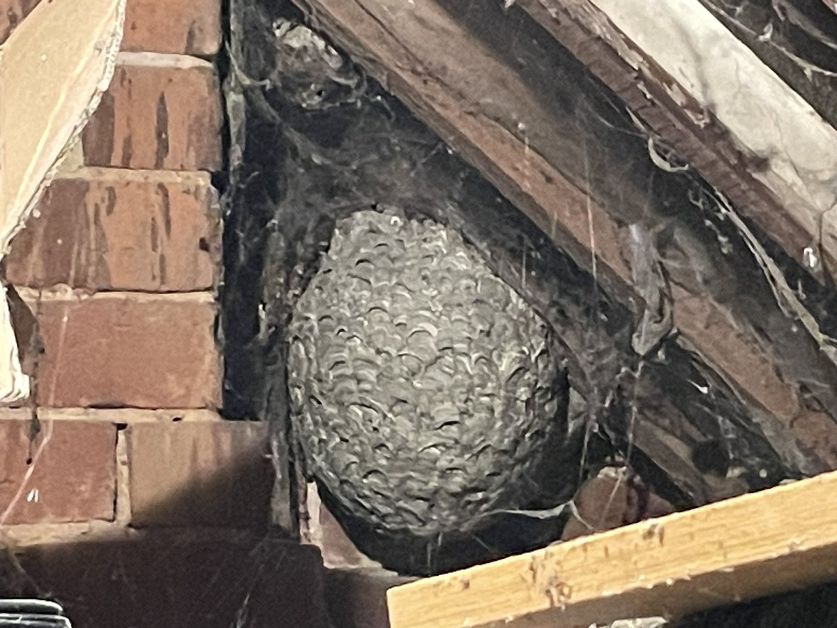HawfordFarm's tweet image. Well, changed my mind about going into the loft for a while !#wasps