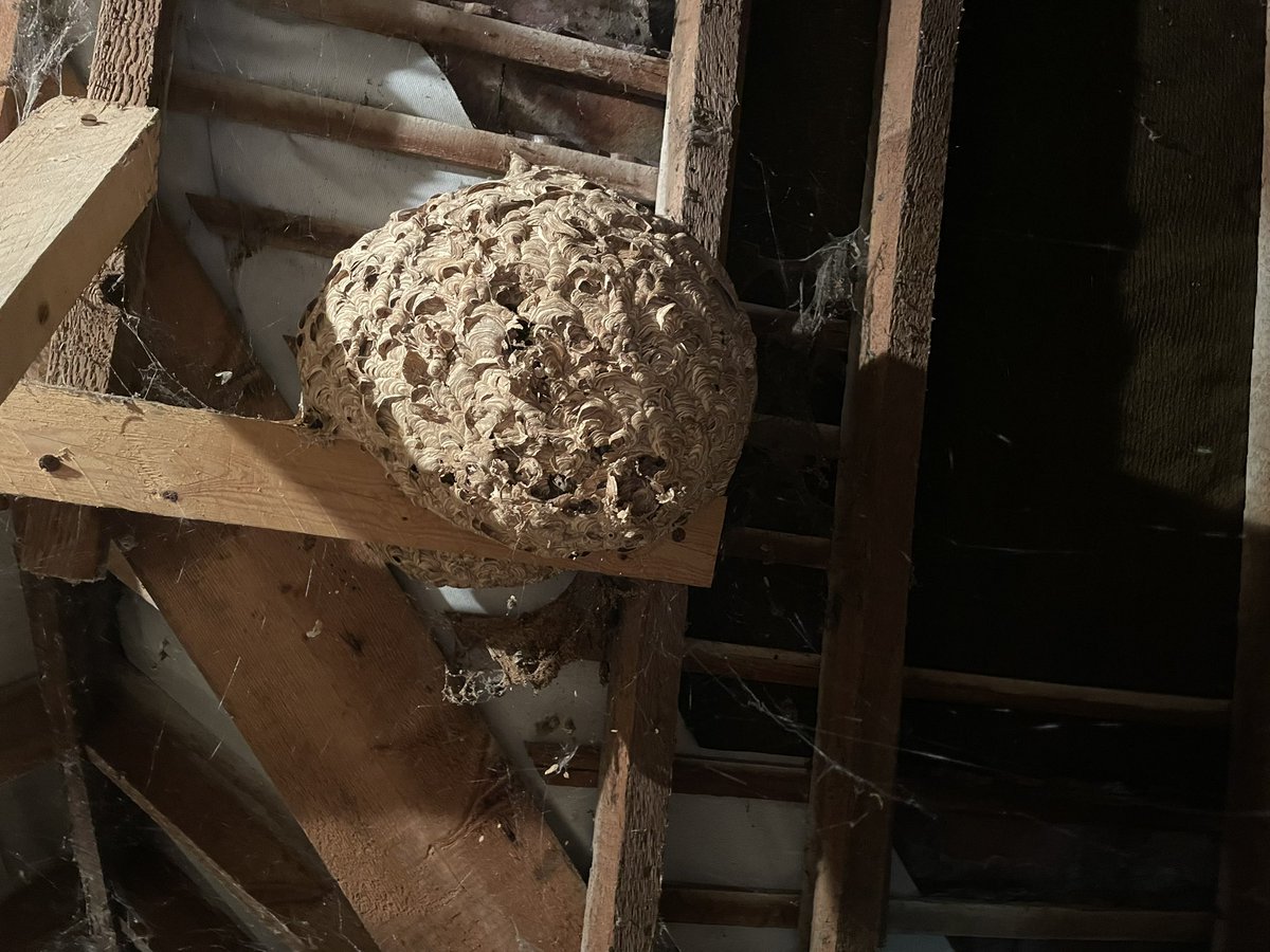 HawfordFarm's tweet image. Well, changed my mind about going into the loft for a while !#wasps