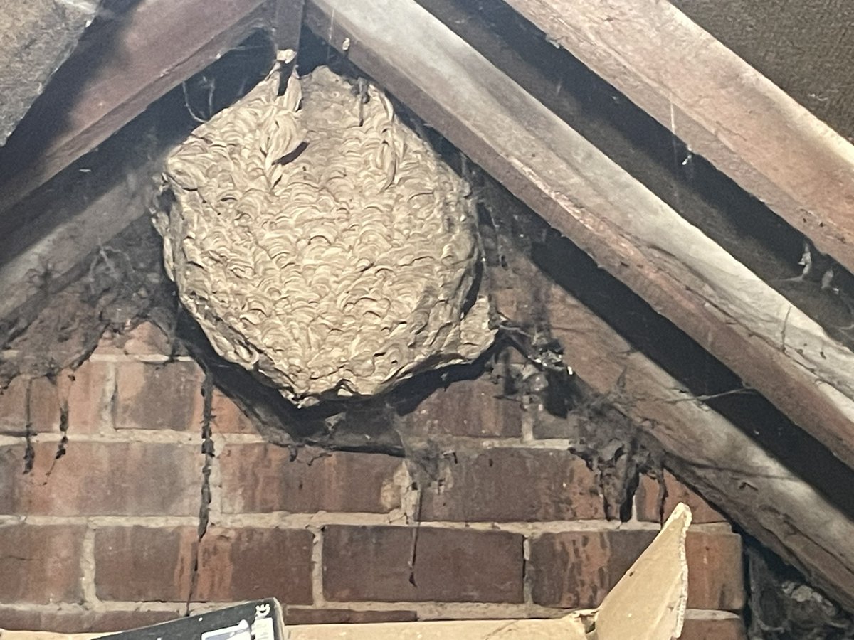 HawfordFarm's tweet image. Well, changed my mind about going into the loft for a while !#wasps