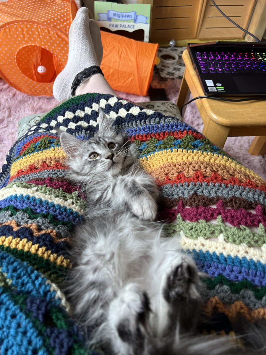 Robyn_Nieve's tweet photo. All the babies 🐈🐈‍⬛🐈🐈 https://t.co/ewMFKqbiPa