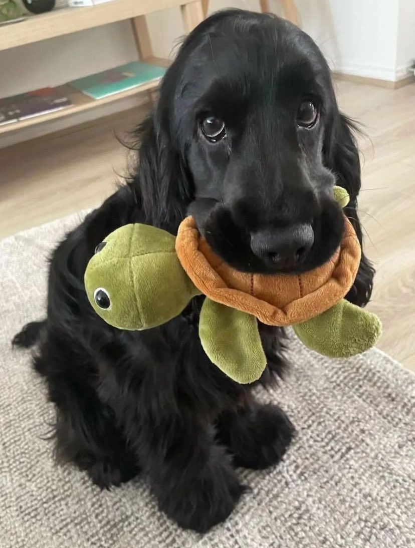 🐢