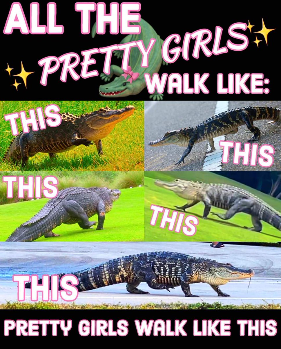 Gators Daily 🐊 (@gatorsdaily) on Twitter photo 