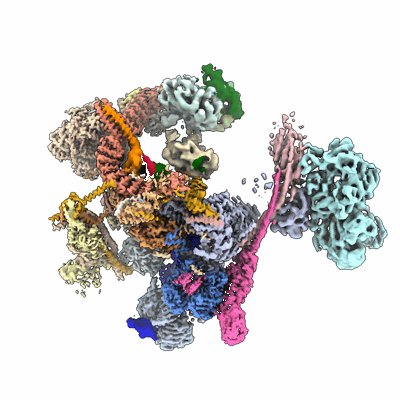 EMDB - EMPIAR @EBI (@emdb_empiar) on Twitter photo Just released in #EMDB & <a href="/PDBeurope/">Protein Data Bank</a> and published in <a href="/naturemagazine/">Nature Magazine</a>: The composite map of C. elegans Intron Lariat Spliceosome (ILS’) primed for disassembly @ 2.9 Å! The focused maps used to construct this volume are well-linked to this entry. Just released in #EMDB & <a href="/PDBeurope/">Protein Data Bank</a> and published in <a href="/naturemagazine/">Nature Magazine</a>: The composite map of C. elegans Intron Lariat Spliceosome (ILS’) primed for disassembly @ 2.9 Å! The focused maps used to construct this volume are well-linked to this entry.