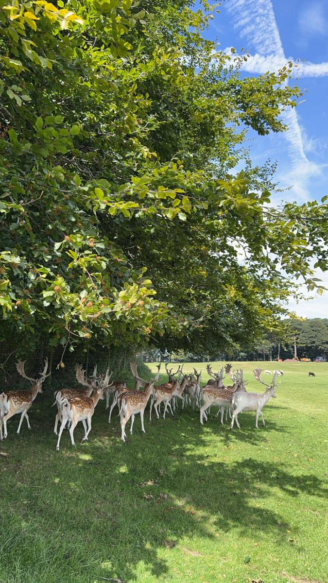 ExpressCollege's tweet photo. 🤔Have you ever been to Knutsford? 

🦌It's has stunning nature in Tatton Park, where you can see deer and sheep and other animals. The students even had the chance to visit Tatton Hall - opened in 1884! 

❔Would you like to join our trips to enrich your learning experience? 

#EEC #expressenglishcollege #studyenglish #studyenglishwithus #studyenglishintheUK #studyintheUK #learnenglish #learnenglishintheUK #learnenglishwithus #classmates #englishfun #es| #trip #learning #englishinreallife #englishintherealworld