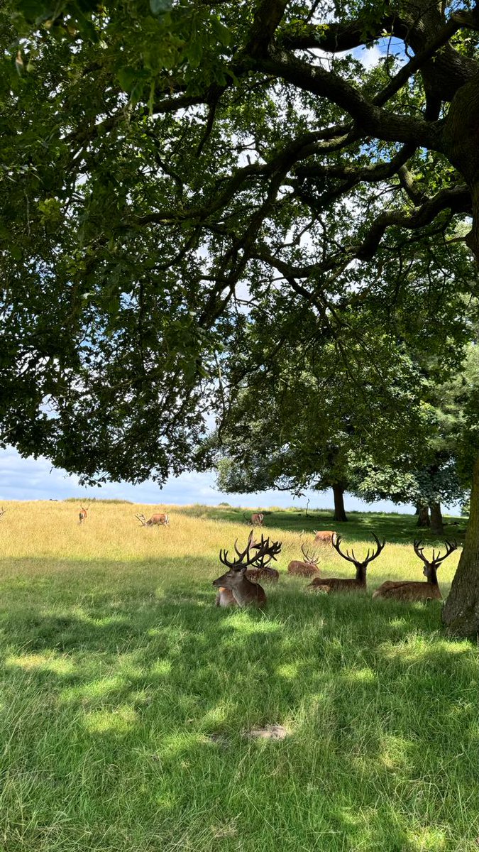 ExpressCollege's tweet photo. 🤔Have you ever been to Knutsford? 

🦌It's has stunning nature in Tatton Park, where you can see deer and sheep and other animals. The students even had the chance to visit Tatton Hall - opened in 1884! 

❔Would you like to join our trips to enrich your learning experience? 

#EEC #expressenglishcollege #studyenglish #studyenglishwithus #studyenglishintheUK #studyintheUK #learnenglish #learnenglishintheUK #learnenglishwithus #classmates #englishfun #es| #trip #learning #englishinreallife #englishintherealworld