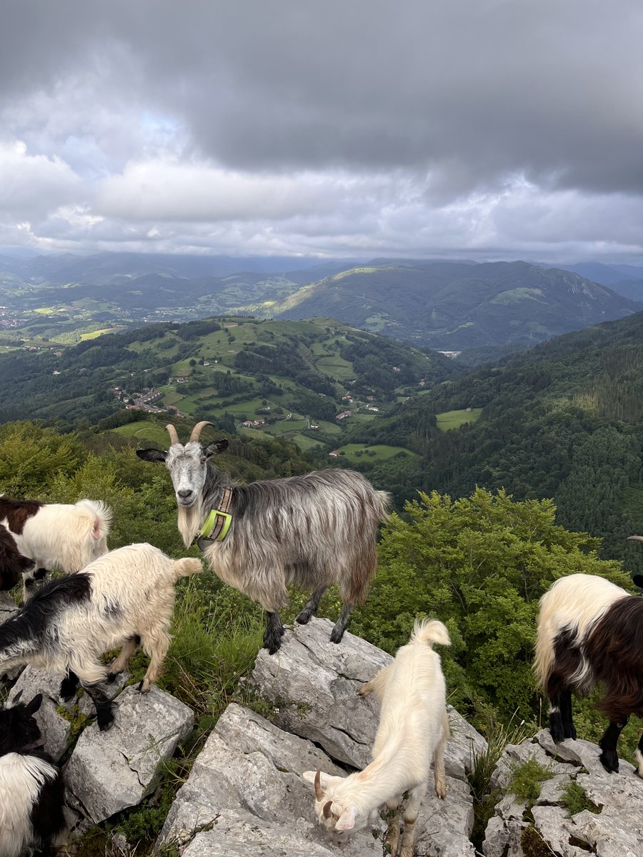 Digitanimal's tweet photo. Nuestro amigo Aimar Aramendi de Alkiza, Guipúzcoa, participa en el calendario fotográfico de agosto con estas increíbles fotos de sus cabras! 🐐📸
Se lleva 20€ de descuento en nuestros dispositivos GPS! 🎉
¿A qué esperas para enviarnos tus fotos? 🌞📅
#CollaresGPS #Cabras https://t.co/GLf0ZxRlA4