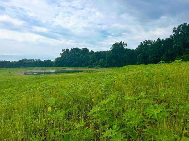 Post 1/2

In partnership with Ducks Unlimited Canada and Essex Region Conservation , the Jack Miner Migratory Bird Sanctuary has completed a 14-acre wetland restoration project. 

[...]