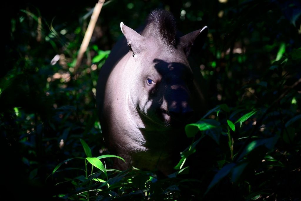 Carbon Brief (@carbonbrief) on Twitter photo Q&A: Can debt-for-nature ‘swaps’ help tackle biodiversity loss and climate change? | <a href="/aruna_sekhar/">Aruna Chandrasekhar</a> <a href="/YanineQuiroz/">Yanine Quiroz</a> w/comment from <a href="/Jayati1609/">Jayati Ghosh</a> <a href="/social_rights/">CESR - cesr.bsky.social</a> @greenfinanceobs <a href="/san_lunag/">Sandra Guzmán</a> <a href="/CaroMejiaSilva/">Carola Mejía Silva</a> <a href="/MVBuenaventura/">Mae Buenaventura</a> <a href="/BUBeckyRay/">Becky Ray</a> <a href="/climatebonds_LT/">Climate Bonds LATAM</a>
Read here: buff.ly/3LWbhPu Q&A: Can debt-for-nature ‘swaps’ help tackle biodiversity loss and climate change? | <a href="/aruna_sekhar/">Aruna Chandrasekhar</a> <a href="/YanineQuiroz/">Yanine Quiroz</a> w/comment from <a href="/Jayati1609/">Jayati Ghosh</a> <a href="/social_rights/">CESR - cesr.bsky.social</a> @greenfinanceobs <a href="/san_lunag/">Sandra Guzmán</a> <a href="/CaroMejiaSilva/">Carola Mejía Silva</a> <a href="/MVBuenaventura/">Mae Buenaventura</a> <a href="/BUBeckyRay/">Becky Ray</a> <a href="/climatebonds_LT/">Climate Bonds LATAM</a>
Read here: buff.ly/3LWbhPu