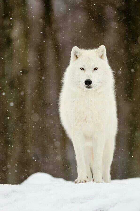 CRYPTNITE tweet media