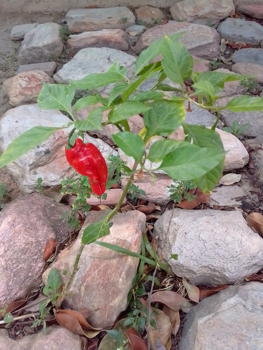 Cuando teníamos las respuestas, nos cambiaron las preguntas.