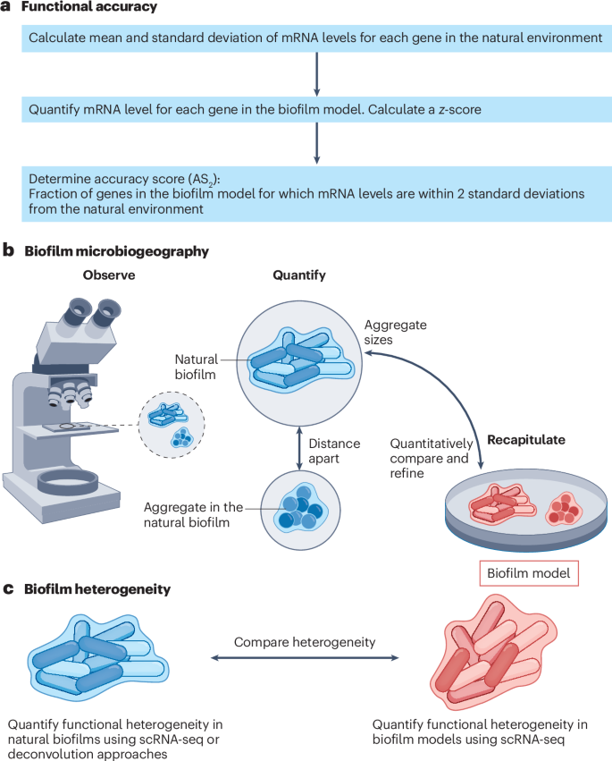 Nature Reviews Microbiology (@naturerevmicro) on Twitter photo Towards improved biofilm models
rdcu.be/dQf4Z
In this Perspective, Rumbaugh and Whiteley explore the advantages and limitations of current medical biofilm models and outline a framework for quantitatively assessing model accuracy. <a href="/KendraRumbaugh/">Kendra Rumbaugh</a> <a href="/whiteleylab/">Marvin Whiteley</a> Towards improved biofilm models
rdcu.be/dQf4Z
In this Perspective, Rumbaugh and Whiteley explore the advantages and limitations of current medical biofilm models and outline a framework for quantitatively assessing model accuracy. <a href="/KendraRumbaugh/">Kendra Rumbaugh</a> <a href="/whiteleylab/">Marvin Whiteley</a>
