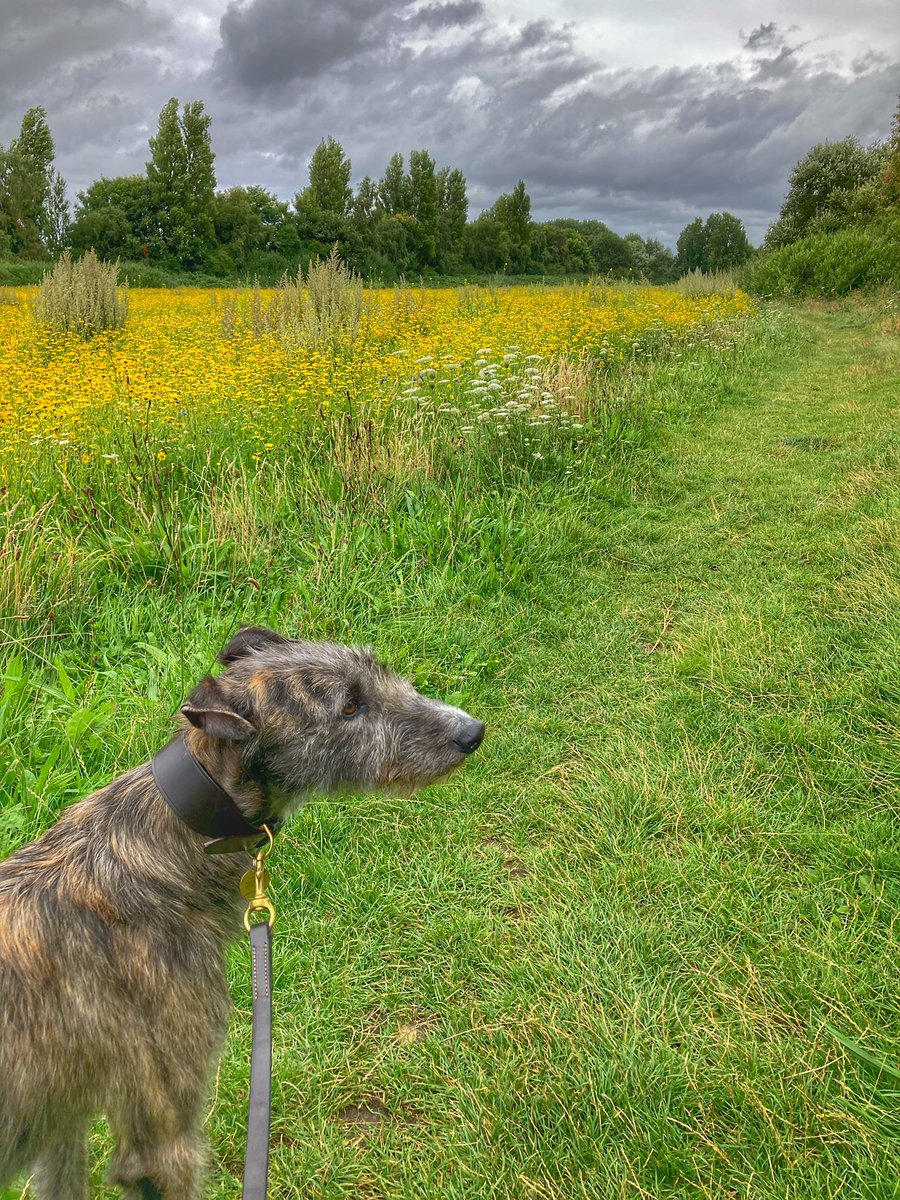 flyabout7's tweet image. Young Ralph the rescued Lurcher has been for a stroll around the wildflower meadow today. 

We saw a weasel which ran in front of us but it didn’t faze him.

He enjoyed a snack of freshly picked blackberries which he picked himself and now he’s home snoring his head off. 🥱😴🐾🐾