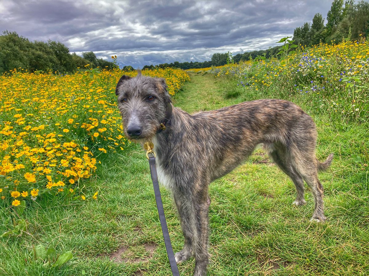 flyabout7's tweet image. Young Ralph the rescued Lurcher has been for a stroll around the wildflower meadow today. 

We saw a weasel which ran in front of us but it didn’t faze him.

He enjoyed a snack of freshly picked blackberries which he picked himself and now he’s home snoring his head off. 🥱😴🐾🐾