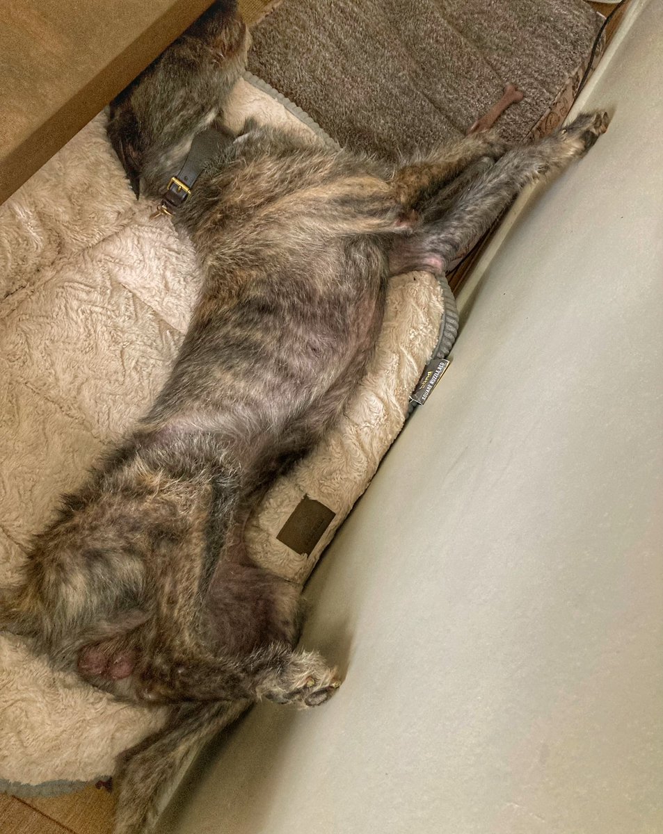 flyabout7's tweet image. Young Ralph the rescued Lurcher has been for a stroll around the wildflower meadow today. 

We saw a weasel which ran in front of us but it didn’t faze him.

He enjoyed a snack of freshly picked blackberries which he picked himself and now he’s home snoring his head off. 🥱😴🐾🐾