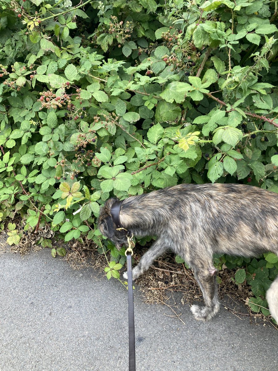flyabout7's tweet image. Young Ralph the rescued Lurcher has been for a stroll around the wildflower meadow today. 

We saw a weasel which ran in front of us but it didn’t faze him.

He enjoyed a snack of freshly picked blackberries which he picked himself and now he’s home snoring his head off. 🥱😴🐾🐾