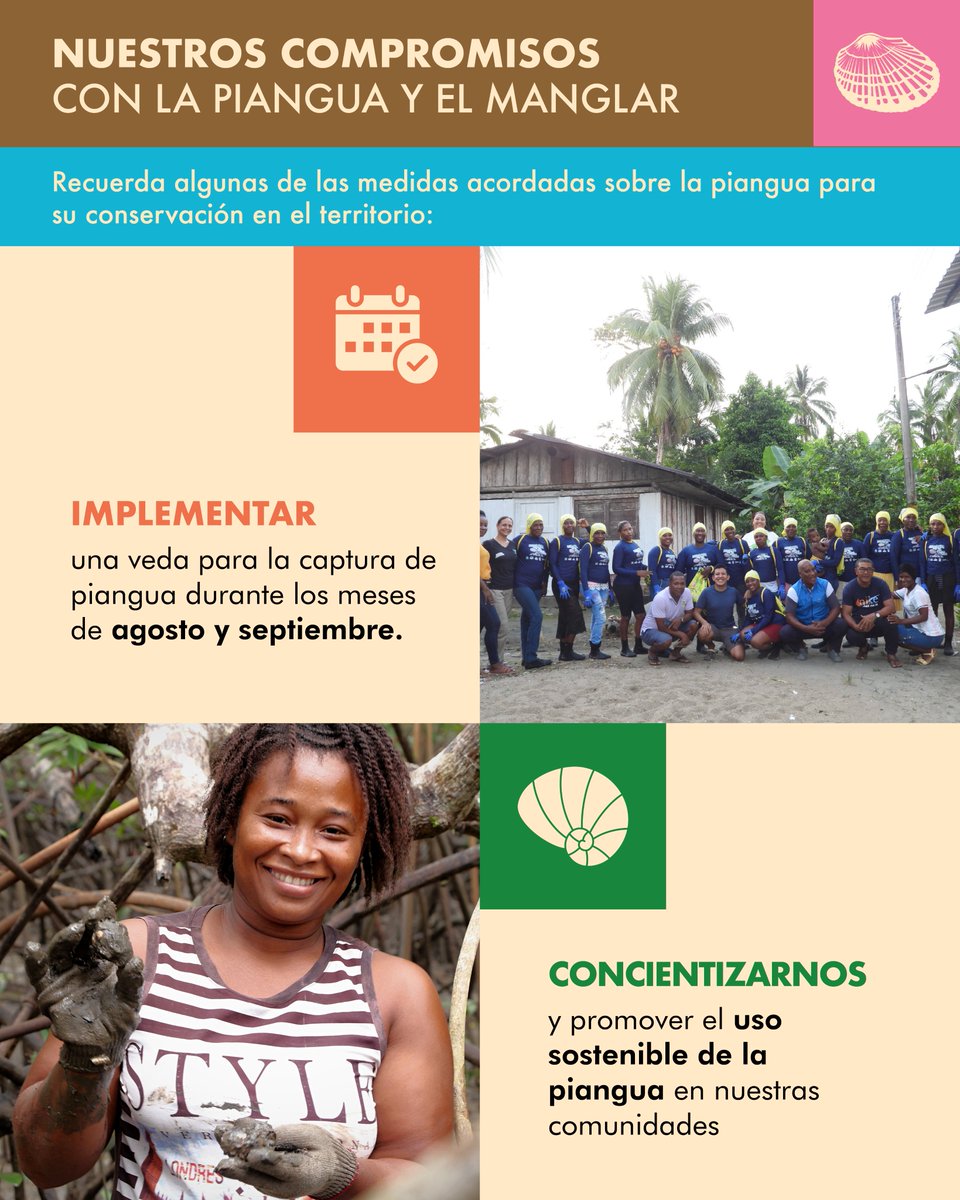 WCSColombia's tweet photo. 🙌Las comunidades del DRMI Encanto de los Manglares del Bajo Baudó, con apoyo de @TheWCS, @AUNAPColombia  y @CodechocoCar, se comprometieron con la #conservación de su territorio y establecieron acuerdos de uso sostenible para la preservación de la #piangua y los manglares. 🐚 https://t.co/wMZKUTy2hd
