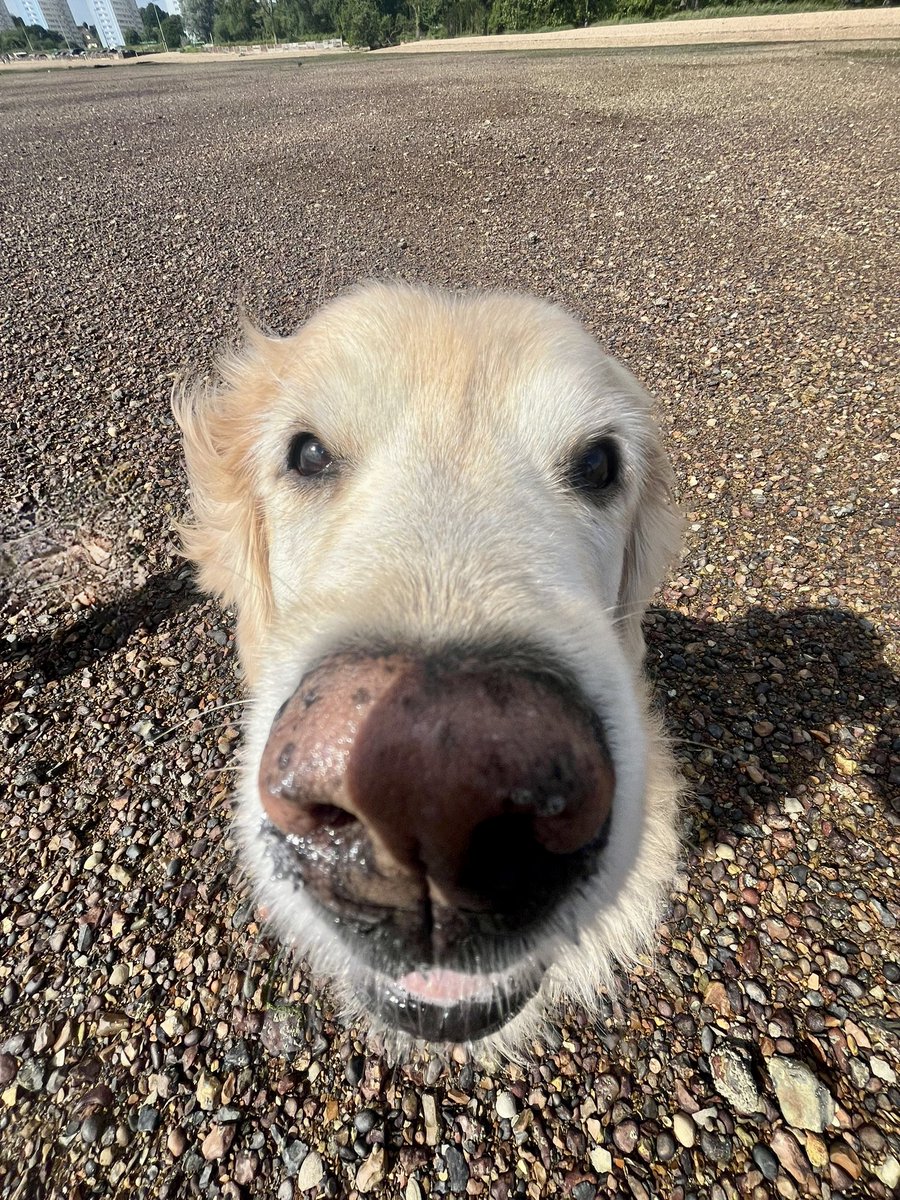 Here's a Bartus Doggus snoot to get you through the rest of the day... 

📷 by the ever awesome @xlola_jaynex