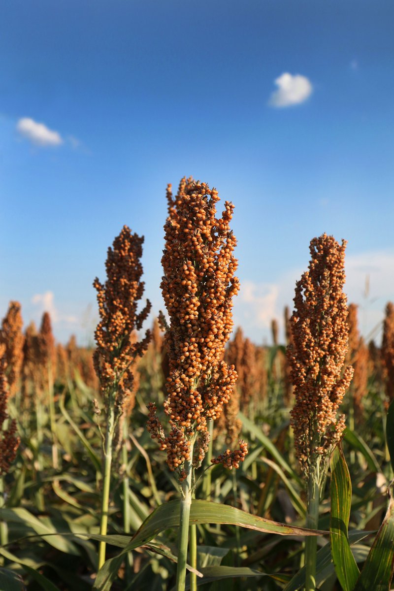 Texas Farm Bureau tweet media
