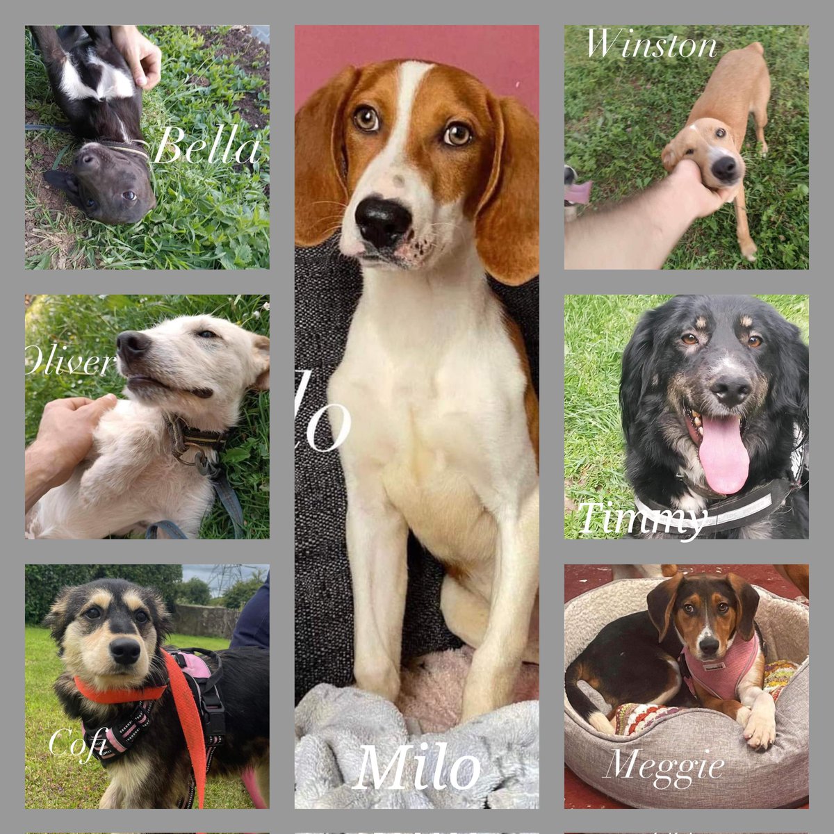 Second Chance Dog Rescue tweet media