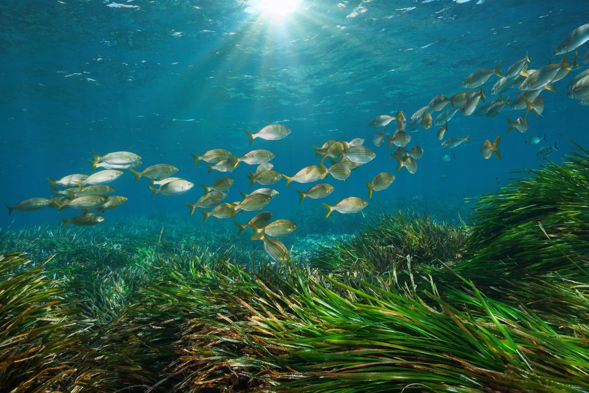 LifeIntemares's tweet photo. 🌊Andalucía es un punto caliente en biodiversidad marina.
💙No solo atesora especies tan emblemáticas como la posidonia y la orca, sino también algunas menos conocidas pero igual de importantes, como los #briozoos
🏗️Estos pequeños invertebrados son bioconstructores de hábitats https://t.co/FydWh7NNFU