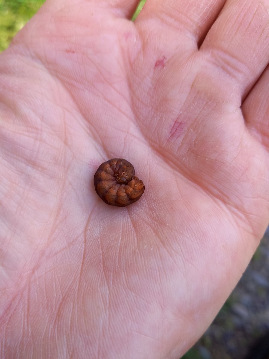Jared Tibbetts (@jaredtibbetts) on Twitter photo Hi <a href="/rlewington2/">Richard Lewington</a> any ideas on this one- found on Bilberry on the Long Mynd (Shropshire) ?
Thanks :) Hi <a href="/rlewington2/">Richard Lewington</a> any ideas on this one- found on Bilberry on the Long Mynd (Shropshire) ?
Thanks :)