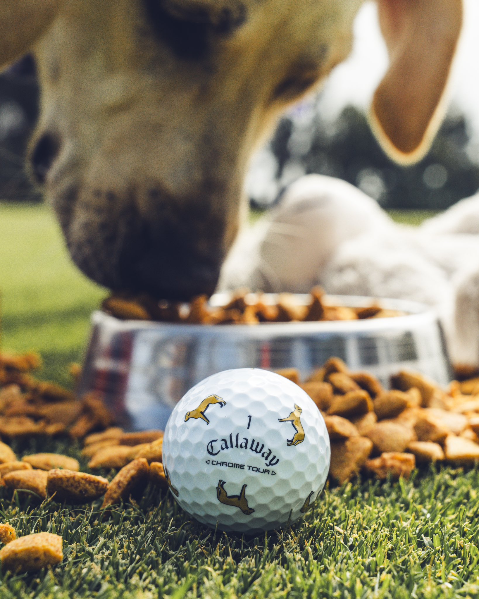 Callaway Golf on X Our 2nd Big Dog drop is here Chrome Tour Labrador Golf Balls are available now https t aE0E4Oi3Un https t hzrdJ0VPuX X