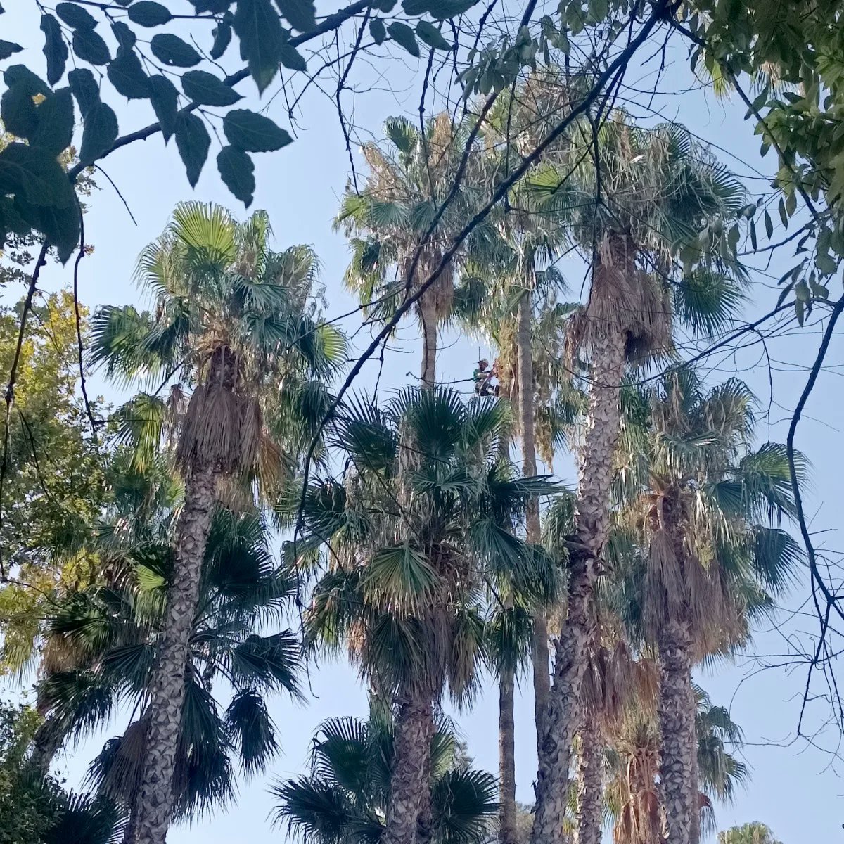 👨‍🌾140.000. Son las actuaciones que realizaremos junto a <a href="/AytoMurcia/">Ayuntamiento de Murcia</a> y <a href="/Ppguillenparra/">Pepe Guillén Parra</a> en el plan especial de verano de zonas verdes.

💚250 personas se encargarán del cuidado de más de 3000 zonas verdes y 🌳110.000 árboles, entre otras actuaciones. #STV #ActúaSM