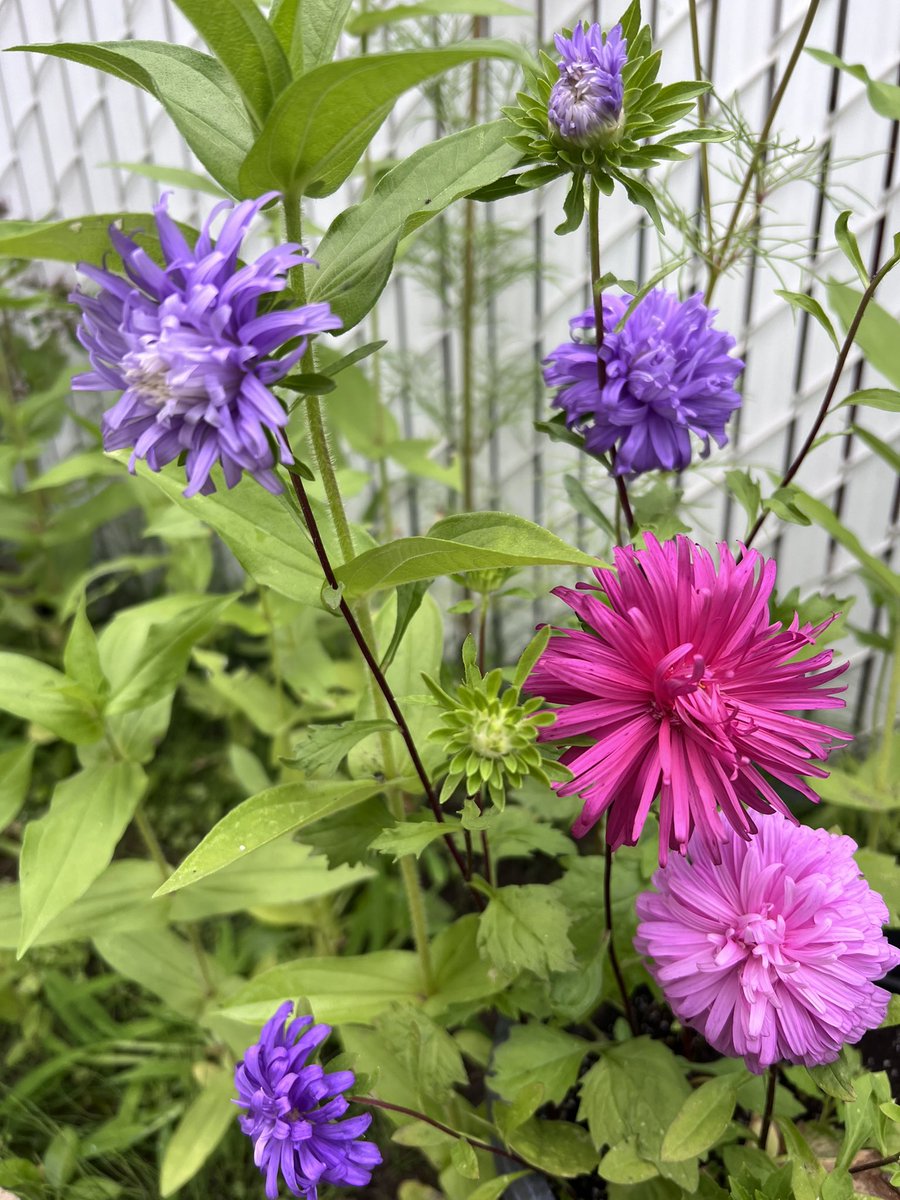PamPetrakos's tweet photo. Aster ´Powder Puff’ flowers grown from seed 💜🌸🩷 #mygarden #asterflowers #gardening #flowers https://t.co/S4wnulpMVS