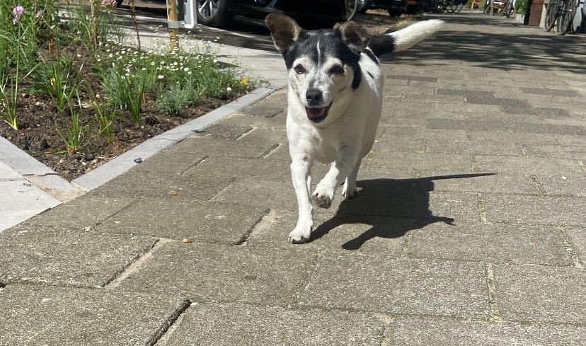 marjoleintjevp's tweet photo. Had net iemand in huis die een voorstelling maakt over het verzachten van harten. Ik vertelde over kabouterhuisjes en ‘t poetsen van stolpersteinen…
Het eindigde met ‘t geluid dat ik bij hartverzachten vind passen: de nageltjes van Cameron over de eiken parketvloer♥️
#latermeer https://t.co/aCQIUFZNLM